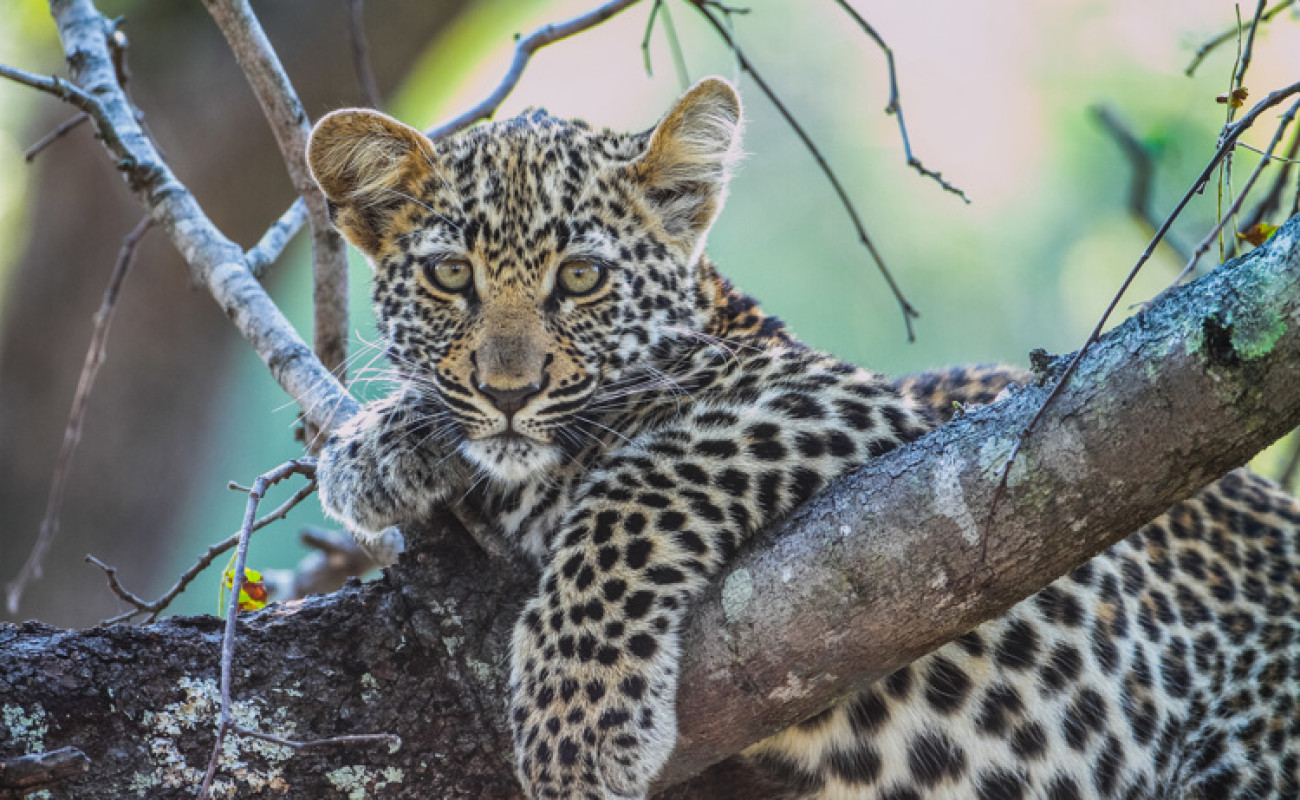 The Challenge of Spotting the Big Five Is Not Always Guaranteed