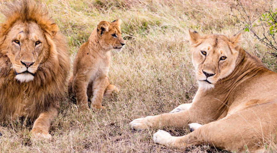 Uganda The Pearl of Africa