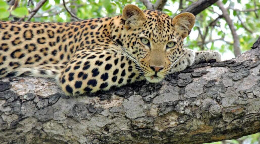 Kenya The Classic Safari Experience