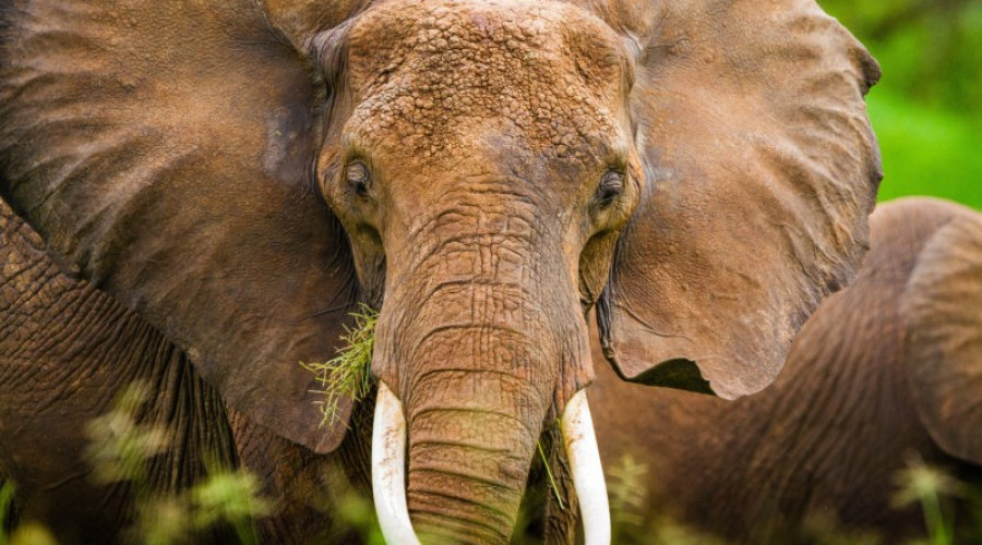 Tanzania The Land of Vast Wilderness