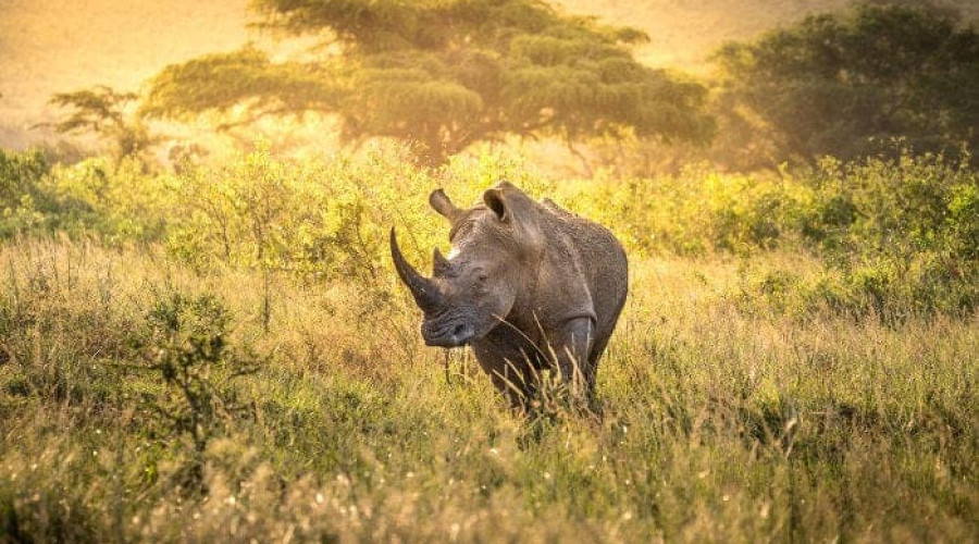 The Elusive Member of the Big Five