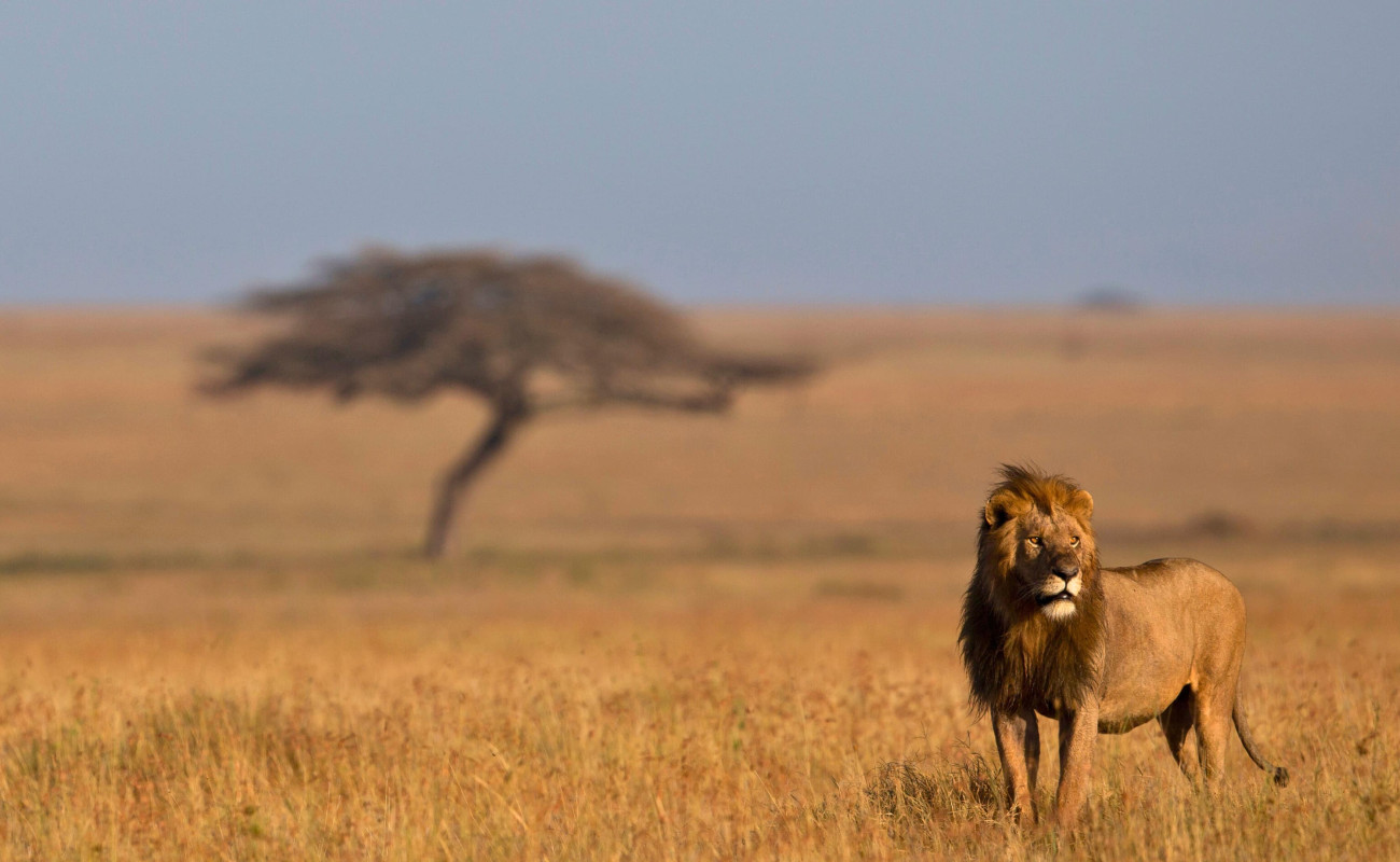 Why Patience Defines Your Safari
