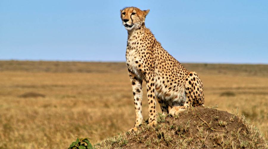 The Role of the Safari Guide