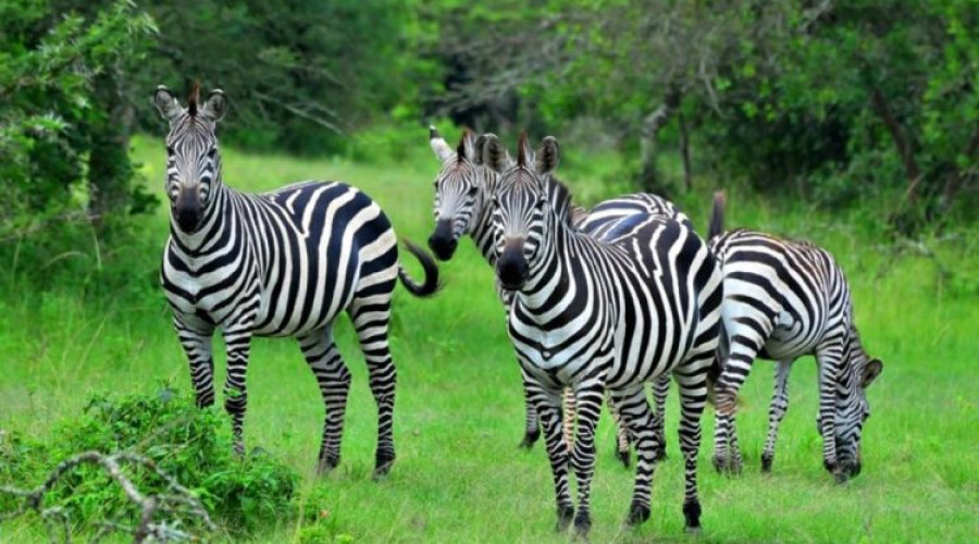 Wildlife at Its Most Active
