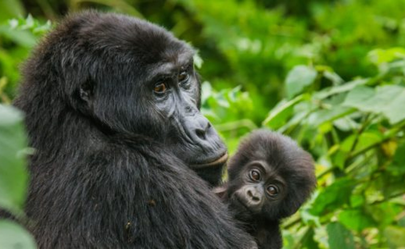 The Hidden Magic of the Green Season Safari