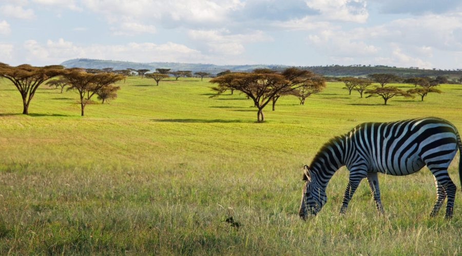Best Destinations for a Green Season Safari