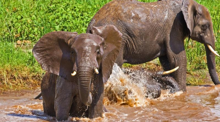 How Rain Enhances the Safari Experience