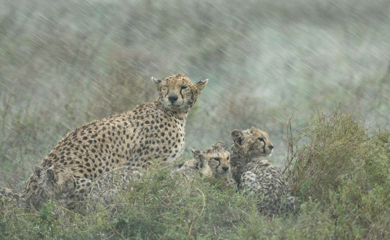 Safari Roads During the Rainy Season
