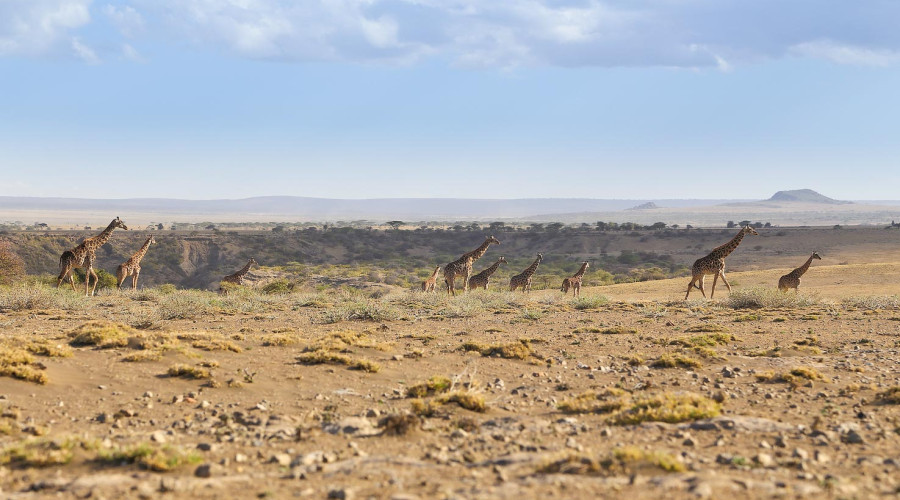 Dust and Wildlife Viewing