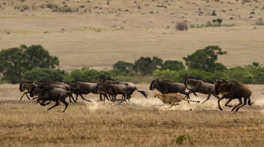 The Nature of Dry Season Dust