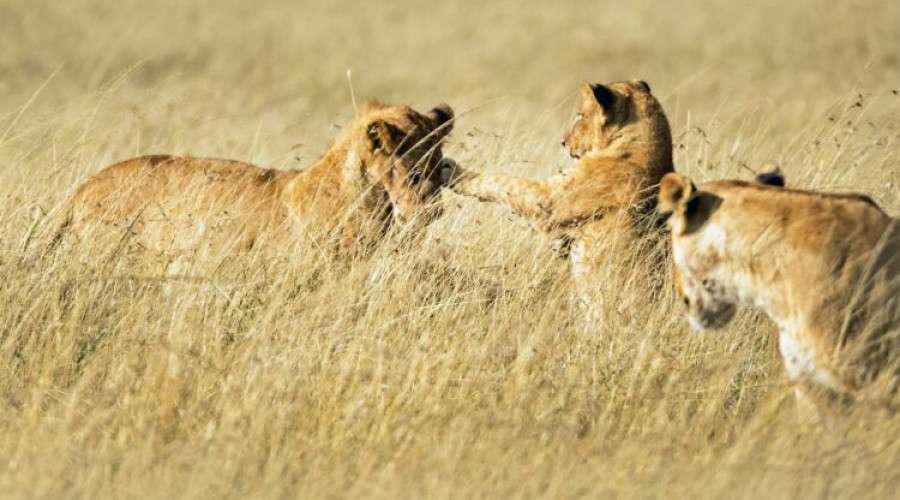 The Advantage of Dry Season Dust