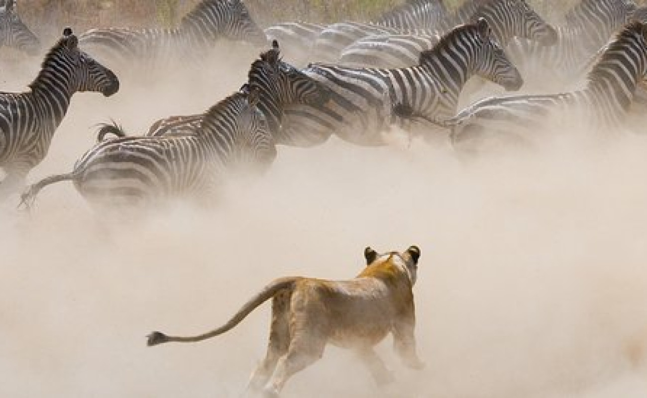 Dust Is Part of the Dry Season Understanding the Reality of Safari Conditions