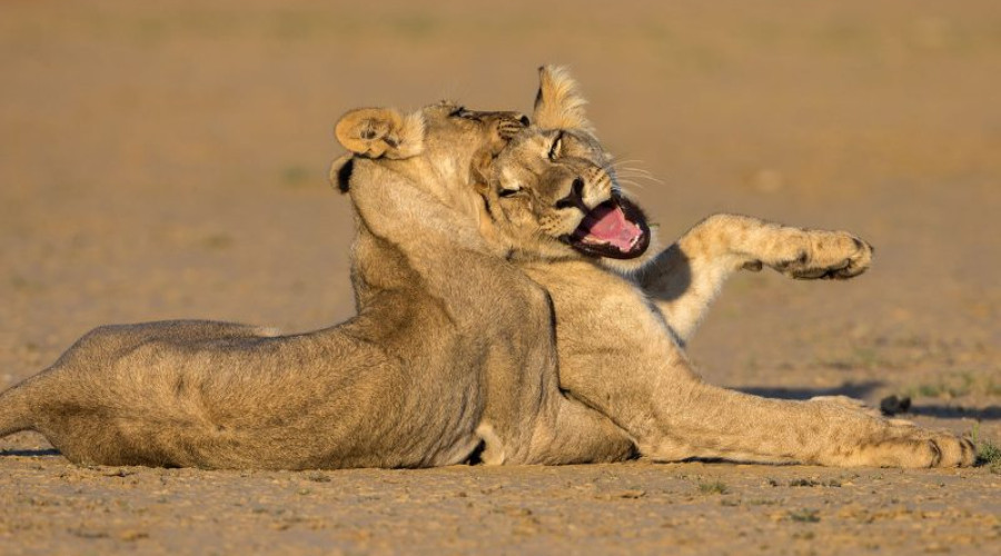 Predator Life Is Built on Energy Conservation