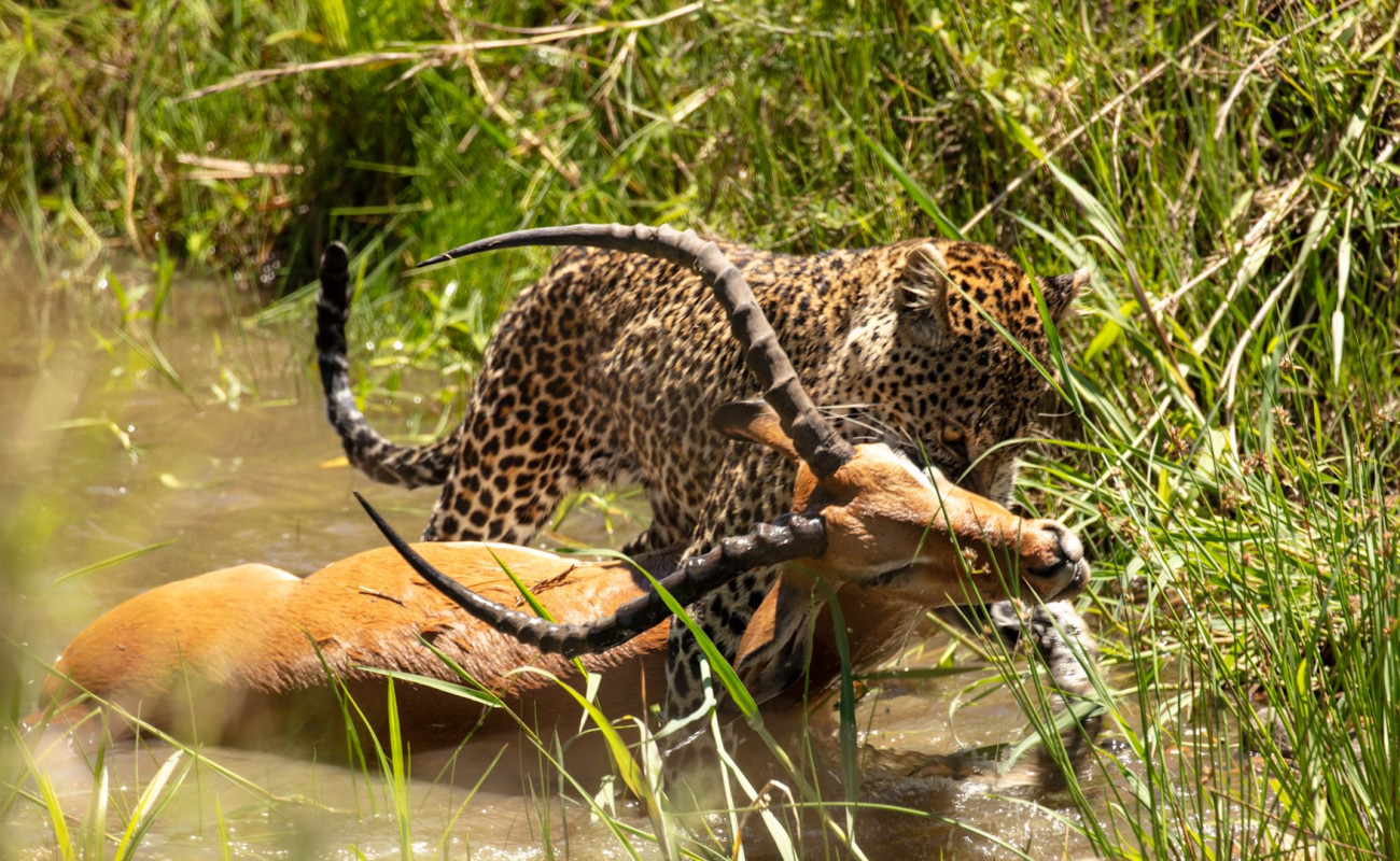Why You Won’t Always See a Kill on Safari