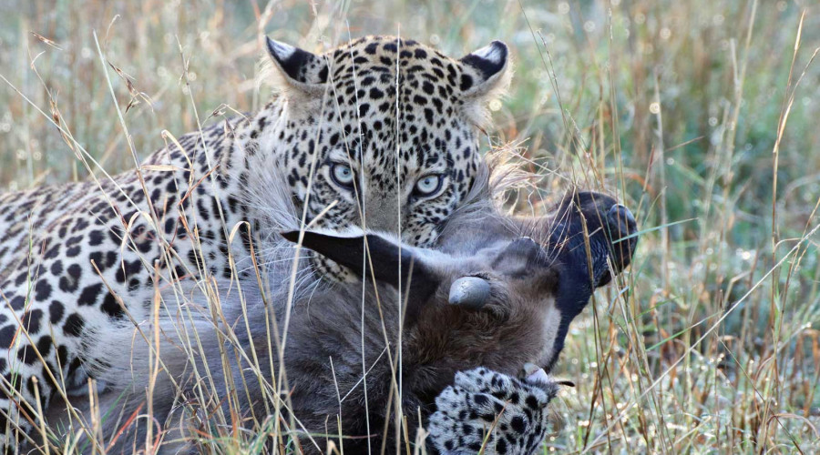 What Truly Defines a Safari