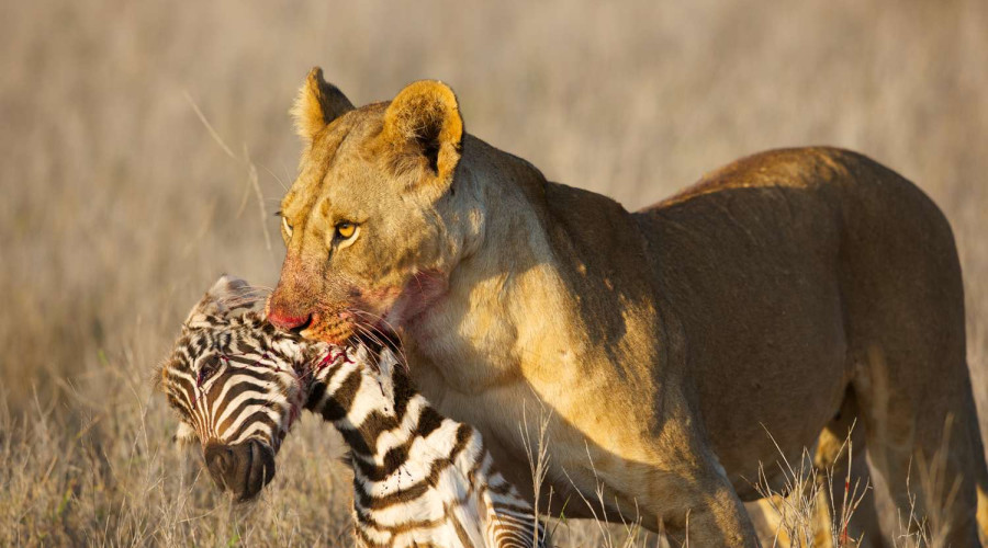 Patience is the Safari Mindset