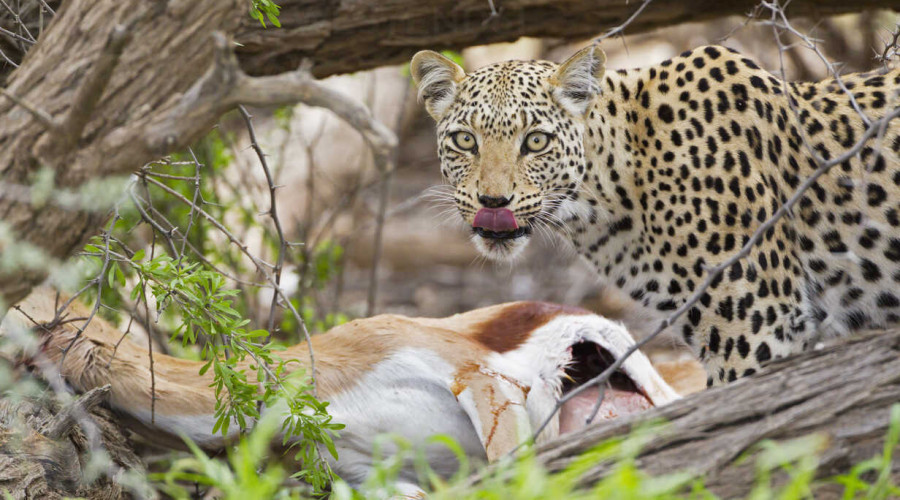 Why Kill Sightings Are So Elusive