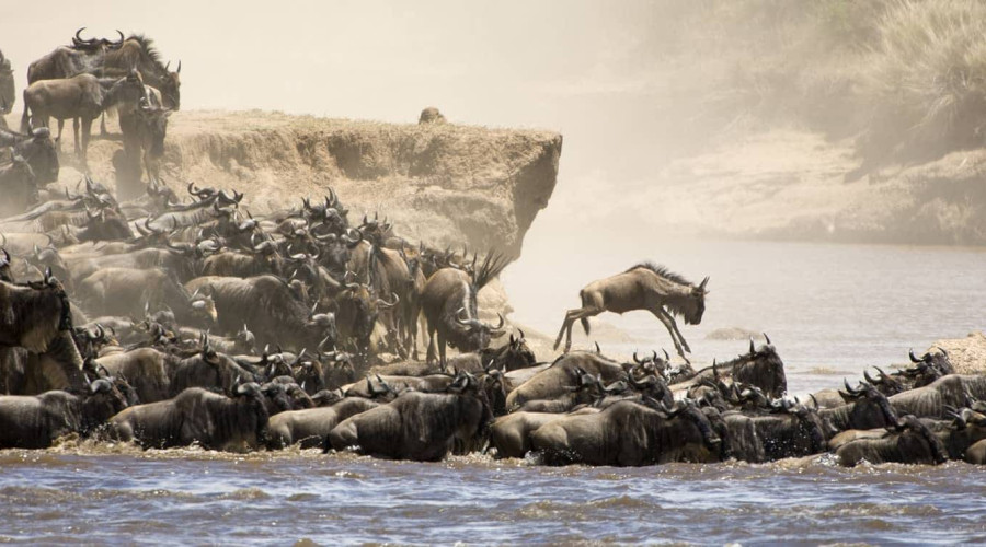 The Rut Season When Bulls Clash for Dominance