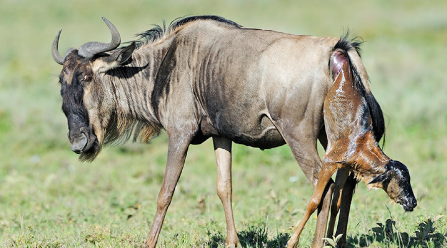 Calving Season A Time of Birth and Predation