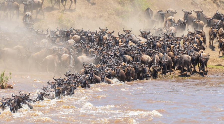 The Great River Crossings The Gamble of Survival