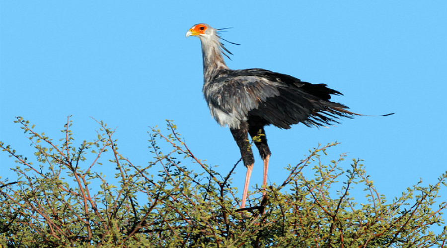 Beyond the Drama Quiet Wonders of the Serengeti