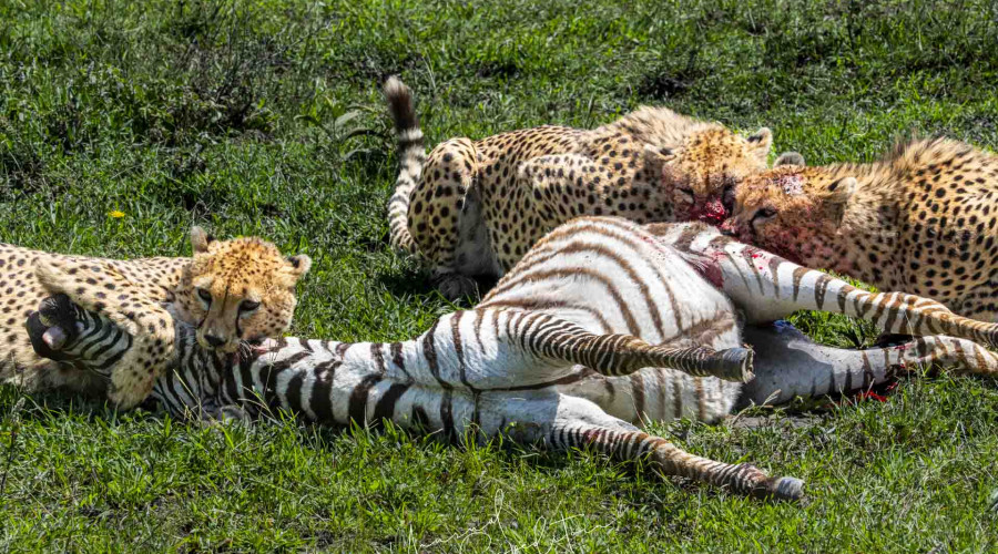 Predators and the Unscripted Drama of the Serengeti