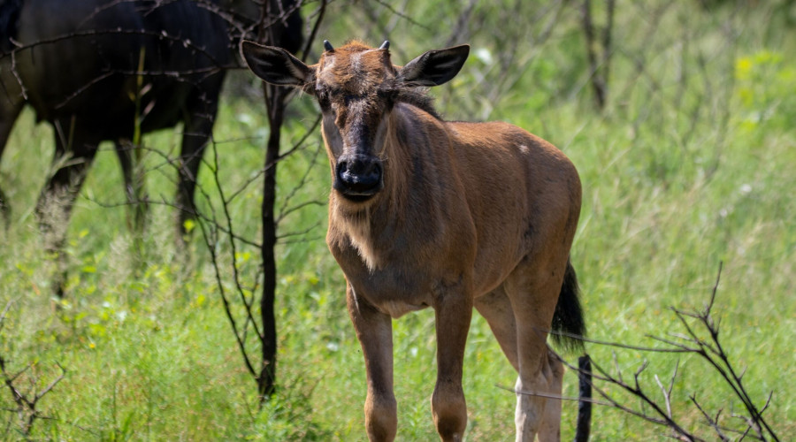 The Spirit of Safari in the Serengeti