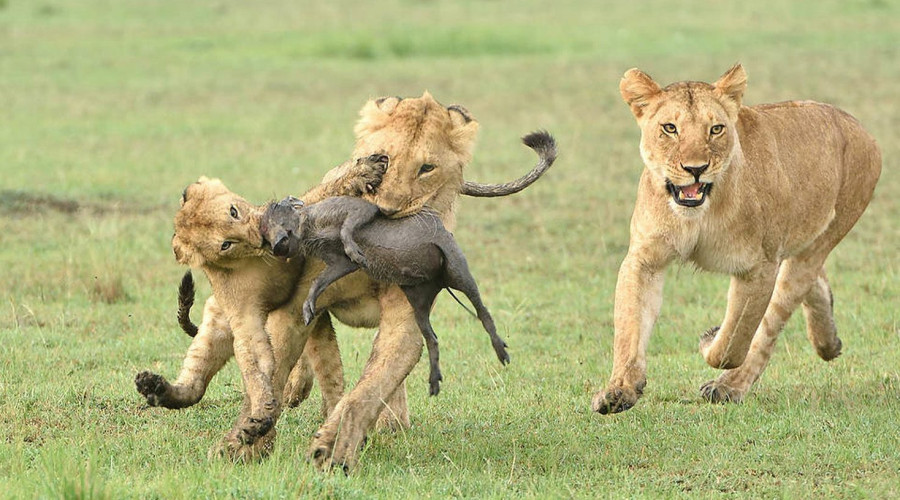 Do Lions Hunt Every Day?