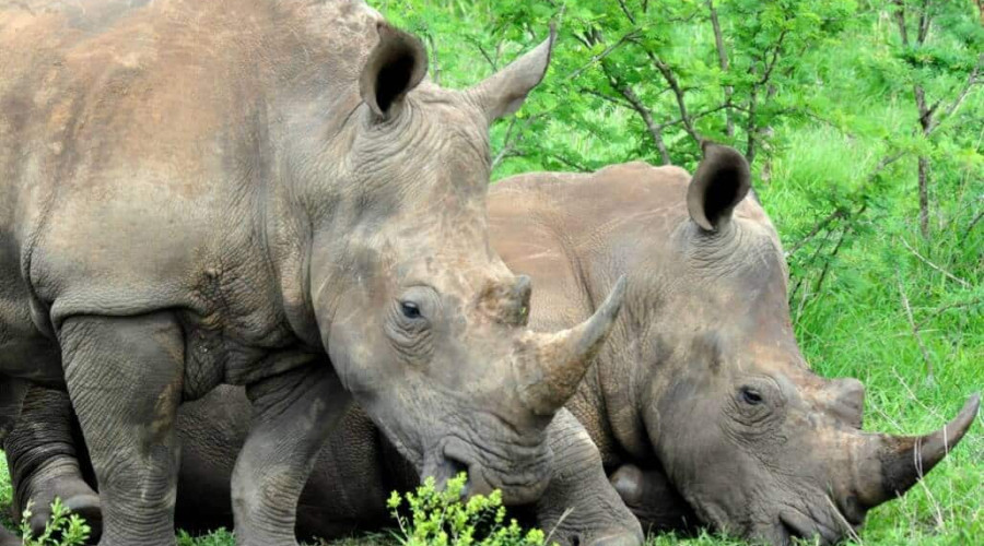 Where Are the Big Five?