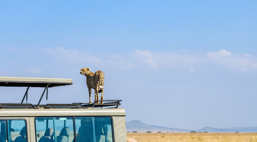 Why Do Animals Not Attack the Vehicles?