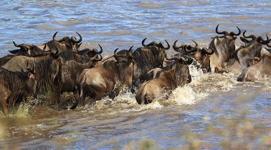 When Is the Best Time to See the Migration?