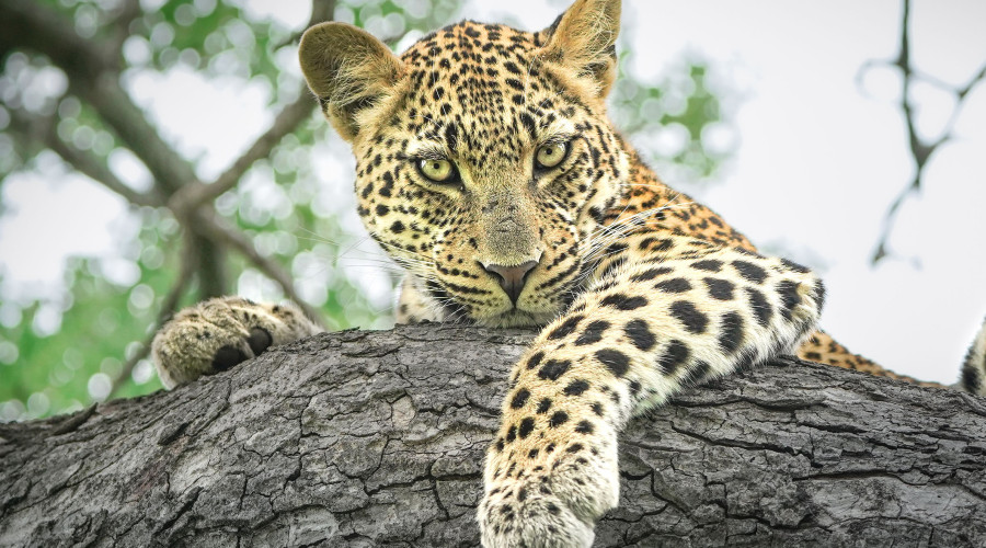How Do You Find Animals Without GPS?