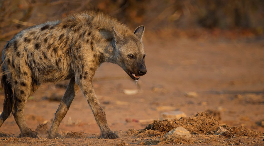 Why Are Hyenas Always Laughing?