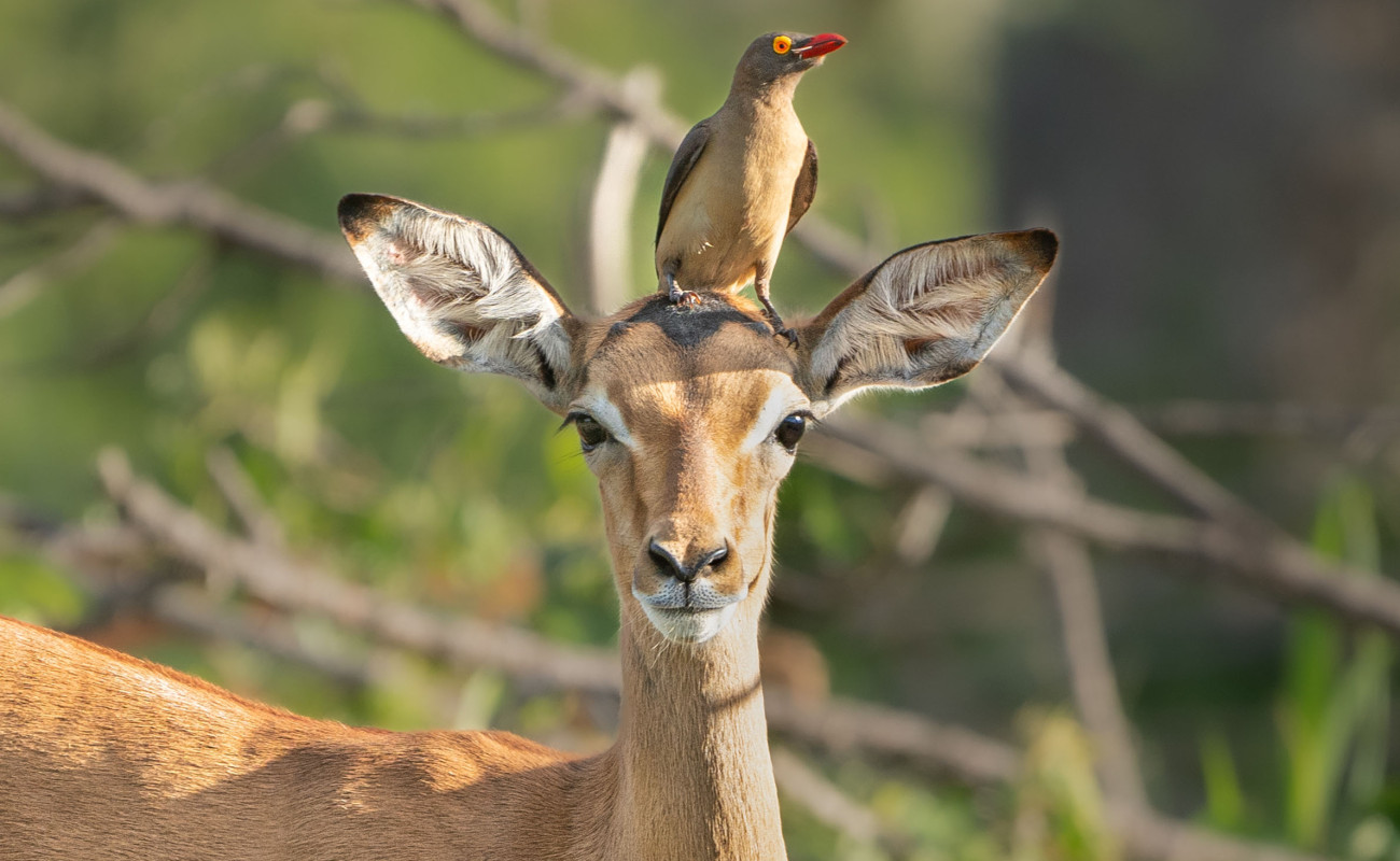 The Questions Tourists Ask Most Often on Safari