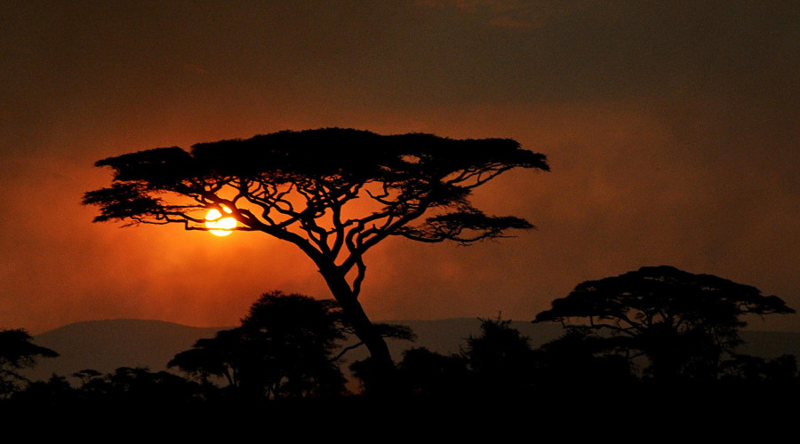 The Serengeti Tells a Never Ending Story