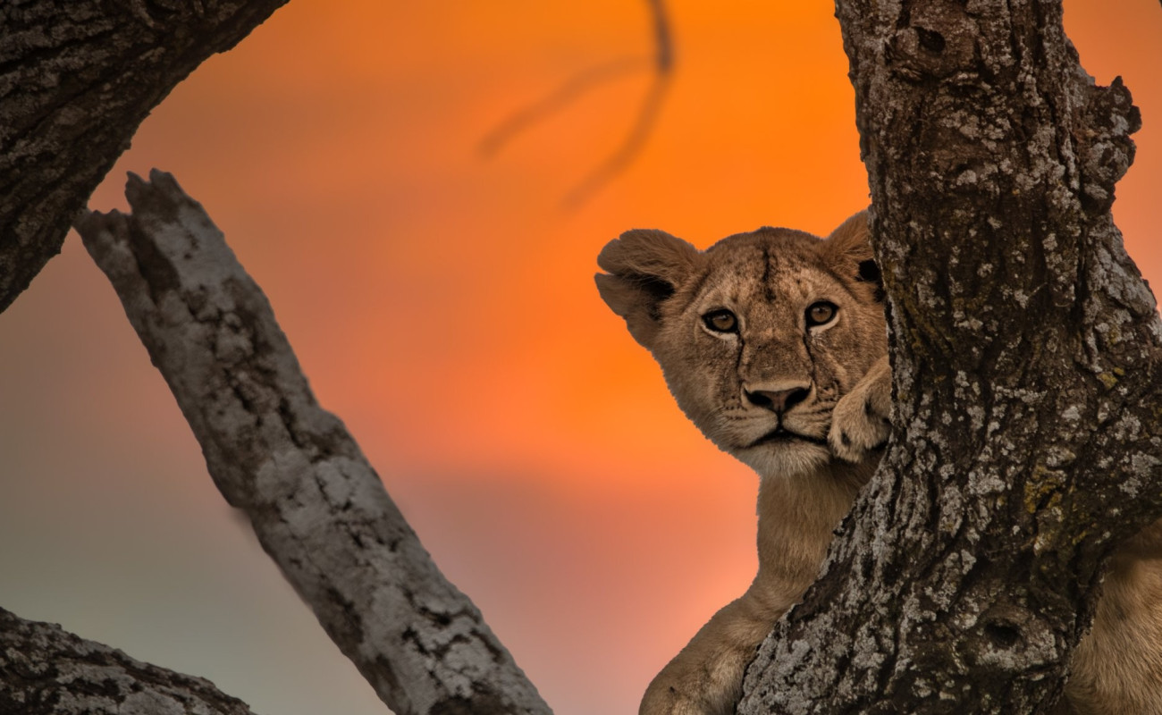 The Serengeti National Park Is a Story the Masai Mara Is a Chapter and Bwindi Is the Footnote