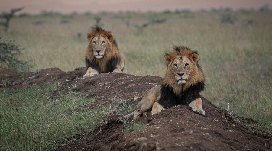 The Masai Mara Is a Chapter of Drama