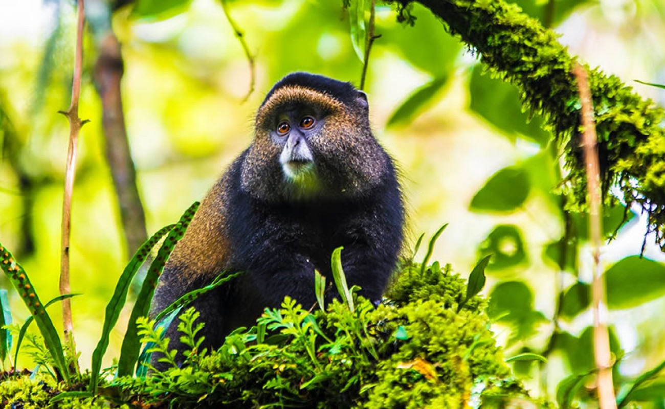 Why Uganda Feels Intimate Kenya Feels Dramatic and Tanzania Feels Infinite