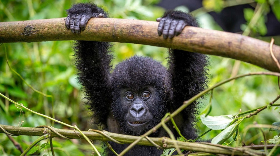Conservation Lessons