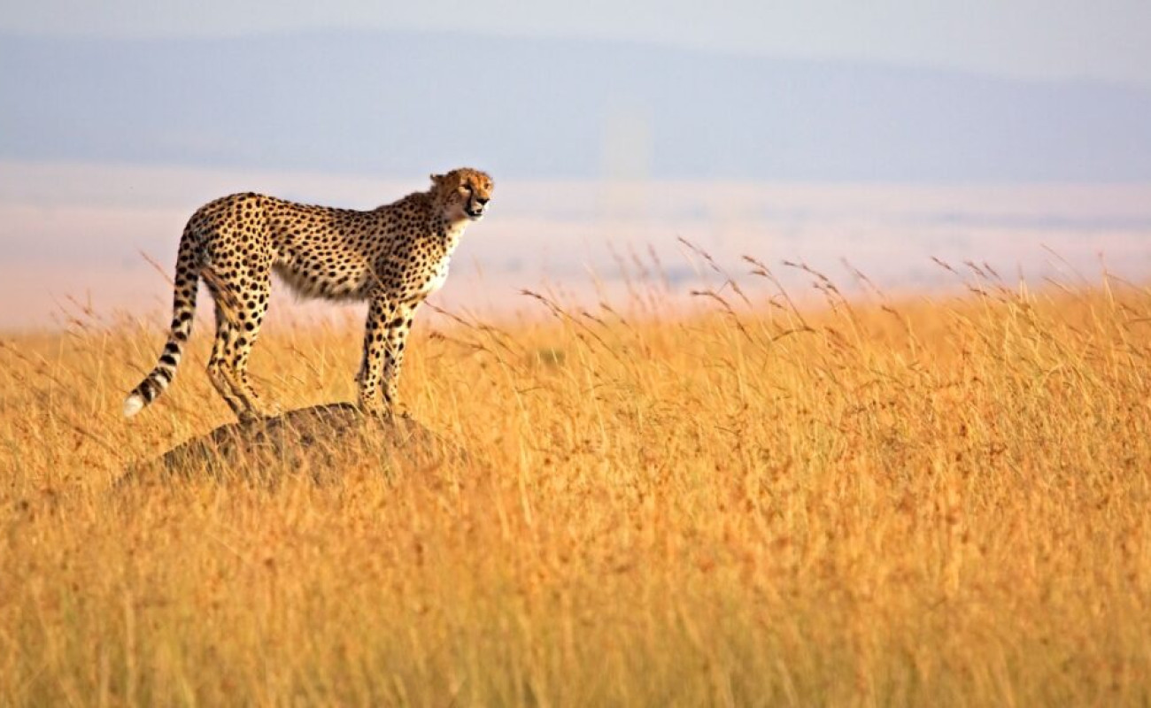 Why You Might Miss the Big Five and Still Have the Best Safari