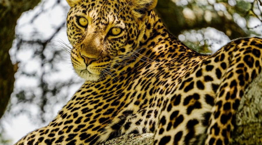 The Big Five Are Just the Beginning