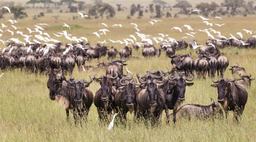 Why Missing the Big Five Can Be a Gift