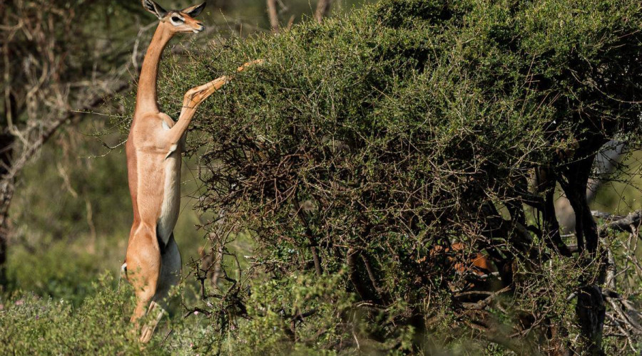 The Gerenuk of Samburu