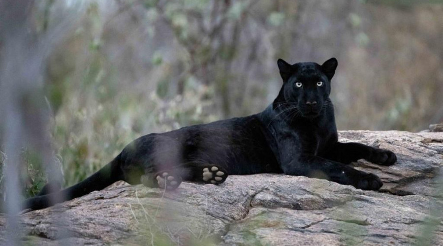 The Black Leopard of Laikipia