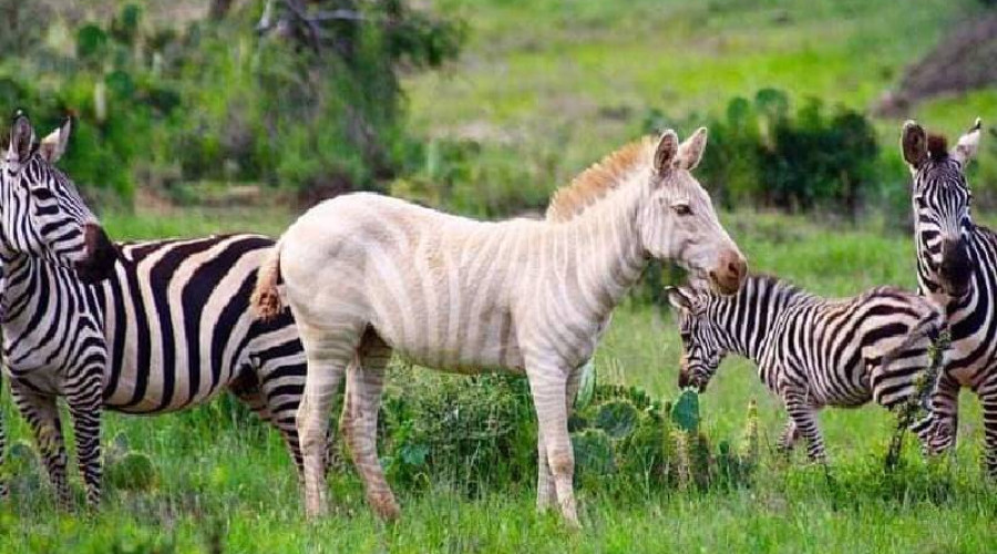 The Golden Zebra of Tsavo and Mount Kenya