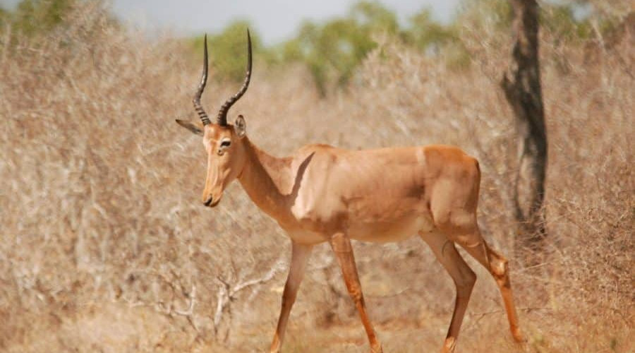 The Hirola of Ishaqbini