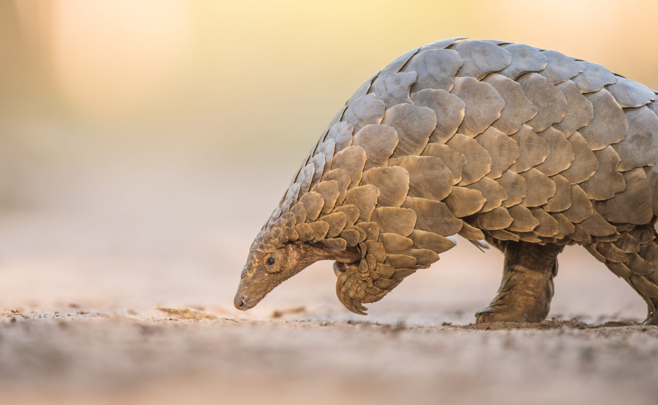 Rare Wildlife in Kenya You Never Hear About