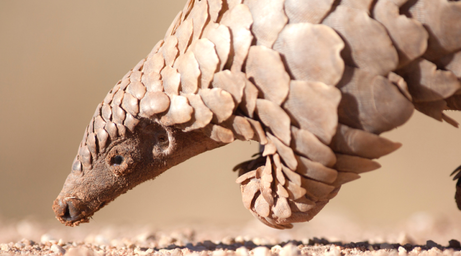 The Pangolin Across Kenya