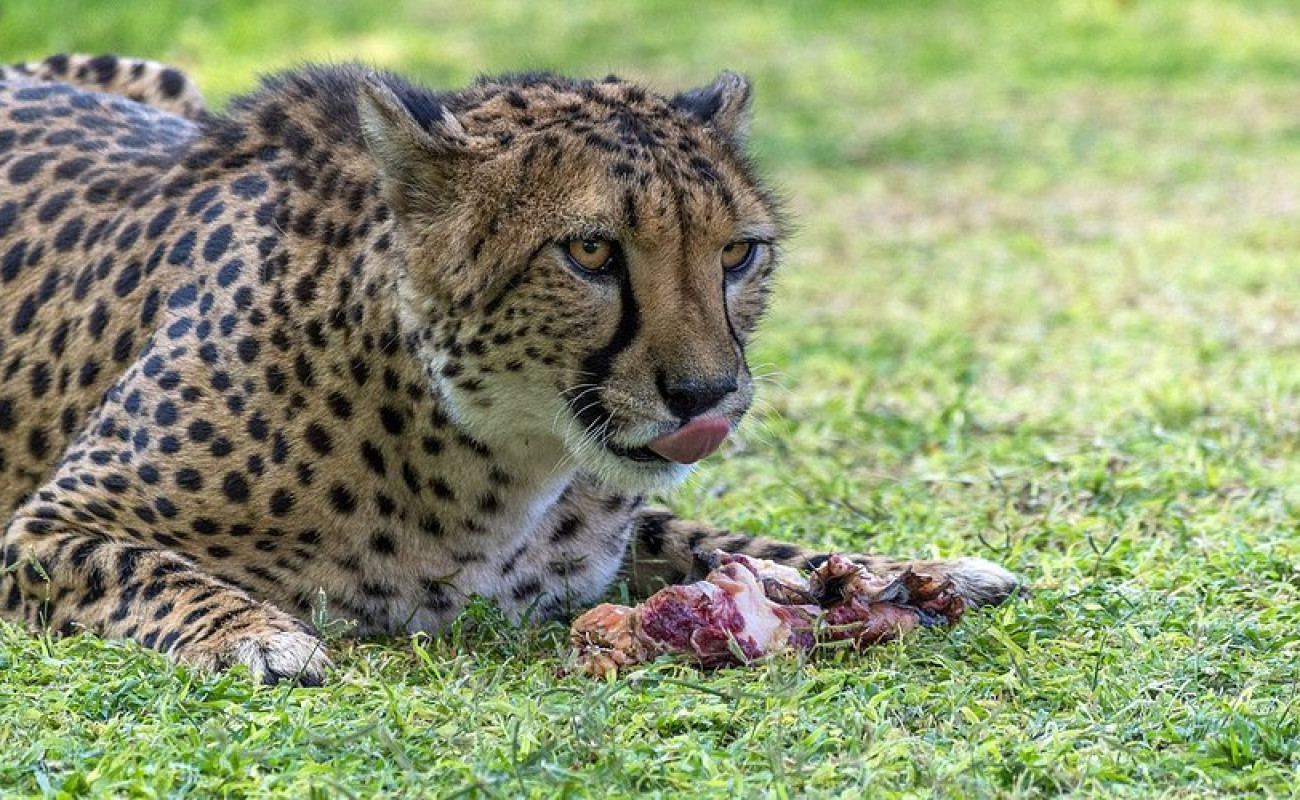 Cheetah or Leopard? Key Differences Every Safari Traveler Should Know
