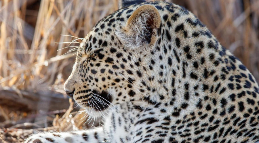 The Art of Spotting the Spots